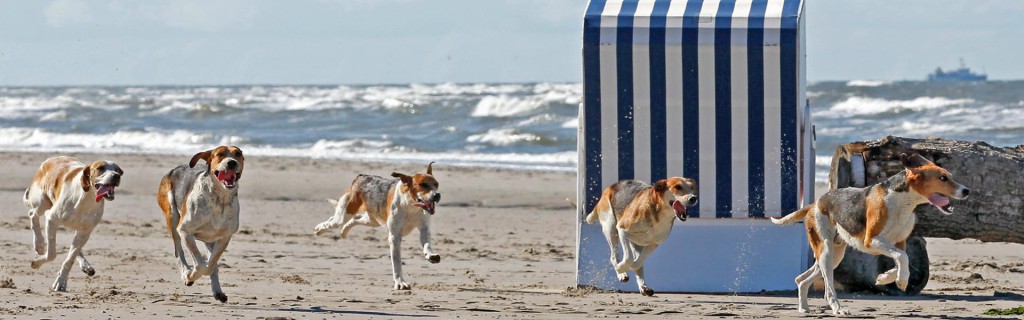 Dein Urlaub auf Norderney natürlich auch mit Hund myhome